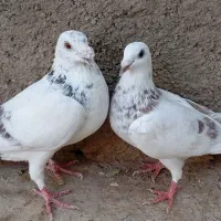 کاغذی و سار|پرنده|سبزوار, ابارش|دیوار