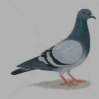 کبوتر کله بری به فروش میرسد