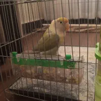 پرنده برزیلی