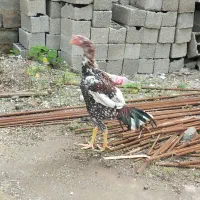 خروس لاری تاج و تخت|حیوانات مزرعه|آستارا, |دیوار