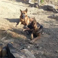 سگ ژرمن گمشده اطراف شهرک الوند