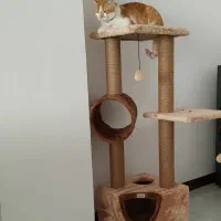 لانه و اسکرچر گربه