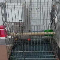 قفس عروس هلندی