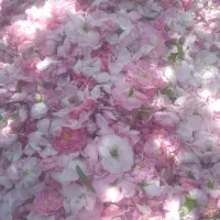 گل محمدی خوش بو وخوش رنگ