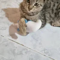 واگذاری رایگان|گربه|گرگان, |دیوار