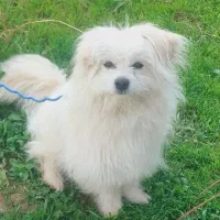 پامر شیتیزو کراس