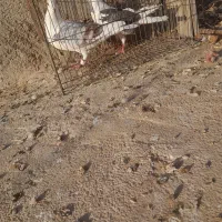 کبوتر پلاکی|پرنده|باروق, |دیوار