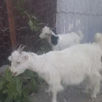 دو راس بز نر و ماده