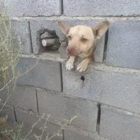 سگ نرگم شده..اطلاع رسانی کنین مژدگانی بگیرین