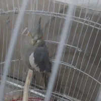 یک جفت عروس هلندی ویک جفت طوطی برزیلی برای فروش|پرنده|باغستان, |دیوار