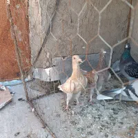 کبوتر|پرنده|خواف, |دیوار