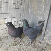 کبوتر ابادانی|پرنده|محمدشهر, جعفرآباد|دیوار