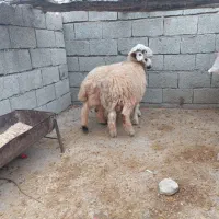 بره شیری|حیوانات مزرعه|اندیمشک, |دیوار