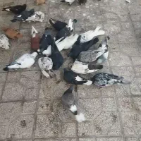 کفتر|پرنده|شیراز, کوشک میدان|دیوار