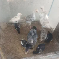 جوجه لاری