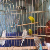 مرغ عشق|پرنده|تهران, مسعودیه|دیوار