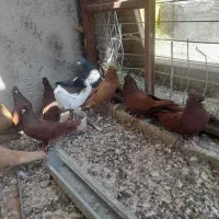 سرخ نر زرد درجه ۱
