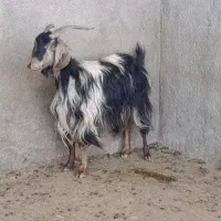 کهره کیلو ۶۰۰