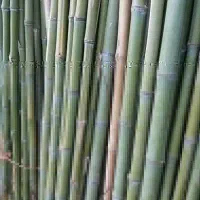 فروش نی بامبو|عمده‌فروشی|رودبنه, |دیوار