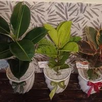 گلهای آپارتمانی