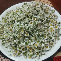 گل بابونه (فوری)
