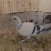 شامی گچی و سیاه کاشونی