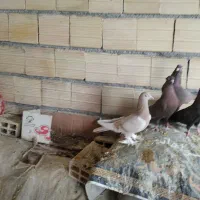 کبوتر شهرضا|پرنده|شهرضا, |دیوار