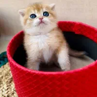 پت شاپ اسکاتیش