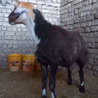 بره  نر کوهه قوچی|حیوانات مزرعه|ارسنجان, |دیوار