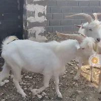 نر بز سانن