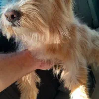 نژاد دار ماده حرف گوش کن و خونگی