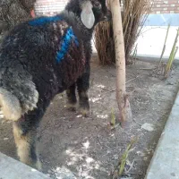 گوسفند نر