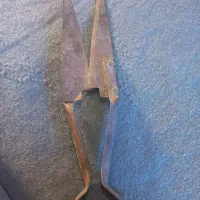 قویون قیچی سی
