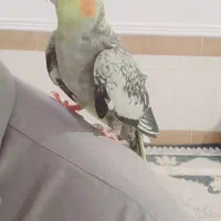 عروس هلندی|پرنده|زهک, |دیوار