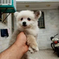 توله سگ پامر نر و ماده ۲ ماهه سالم و بازیگوش|سگ|ابهر, |دیوار