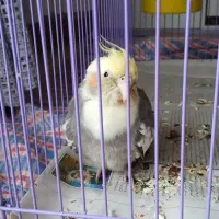 عروس هلندی نر