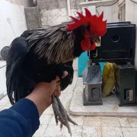 خروس گلین اصیل