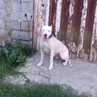 سگ داگو|سگ|بابل, |دیوار