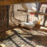 کبوتر زینتی|پرنده|فردوس (خراسان), |دیوار