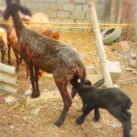 گوسفنددولاق بابره نرگله گردسالم بسیار خشخوراک