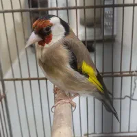 سهره رسمی نر