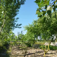 باغ-فروشی-محمودآباد-روستای-حربده