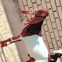 بز پلنگی درجه یک