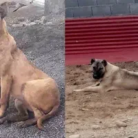 واگذاری سگ ماده سرابی خالص