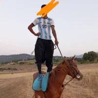 مادیون|اسب و تجهیزات اسبسواری|یاسوج, |دیوار