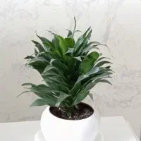 گل کامپکت آناناسی