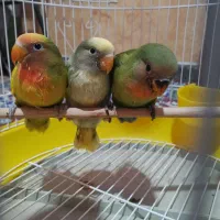 کوتوله برزیلی