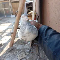 کله ابر ماده کلافه زاغ ریش کلایی ماده