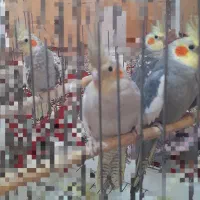 عروس هلندی سخنگو|پرنده|سنقر, |دیوار