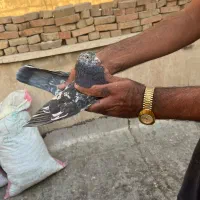 کبوتر|پرنده|ری, علایین|دیوار